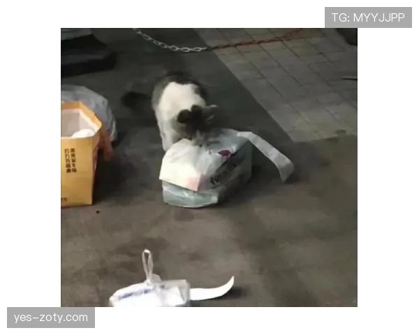 听说唐佳豪一天三顿外卖，连猫都看不上这生活节奏？